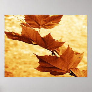 Esdoornblad Canvasprint Poster
