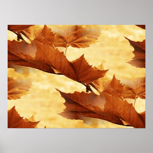 Esdoornblad Poster (Voorkant)