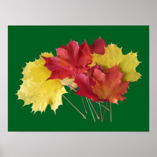 Esdoornbladeren Poster (Voorkant)