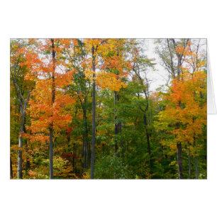 Esdoornbomen in de herfst Natuurfotografie