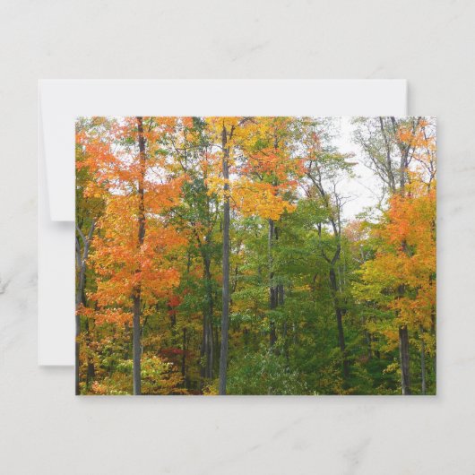 Esdoornbomen in de herfst Natuurfotografie (Voorkant)
