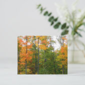 Esdoornbomen in de herfst Natuurfotografie (Staand voorkant)