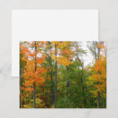 Esdoornbomen in de herfst Natuurfotografie (Voorkant / Achterkant)