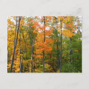Esdoornbomen in de herfst - natuurfotografie briefkaart