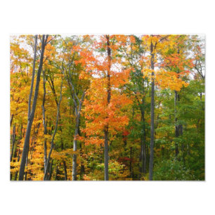 Esdoornbomen in de herfst Natuurfotografie Foto Afdruk