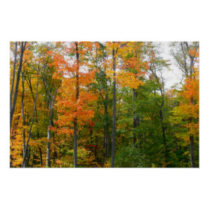 Esdoornbomen in de herfst Natuurfotografie Poster