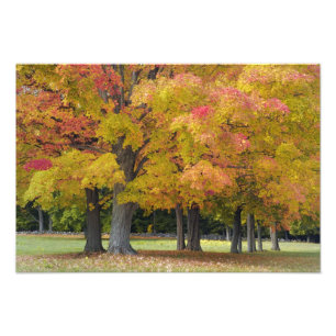 Esdoornbomen in herfstkleuren, bij Concord, Foto Afdruk