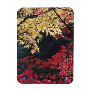 Esdoornbomen in herfstkleuren magneet