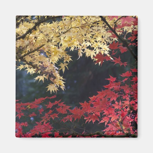 Esdoornbomen in herfstkleuren magneet (Voorkant)