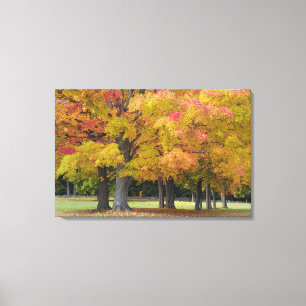 Esdoornbomen in herfstkleuren, nabij Concord, Canvas Afdruk
