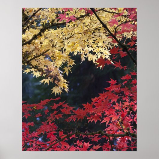 Esdoornbomen in herfstkleuren poster (Voorkant)