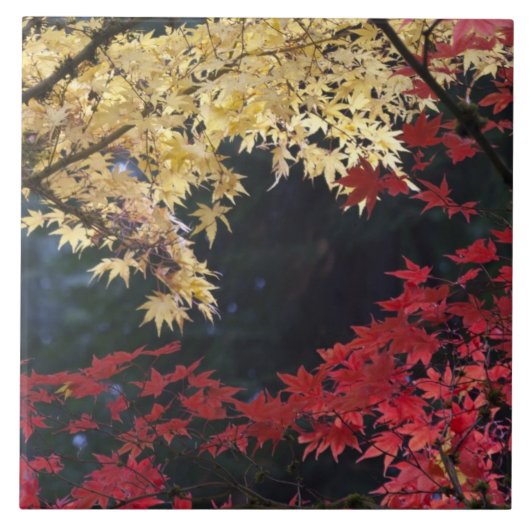Esdoornbomen in herfstkleuren tegeltje (Voorkant)