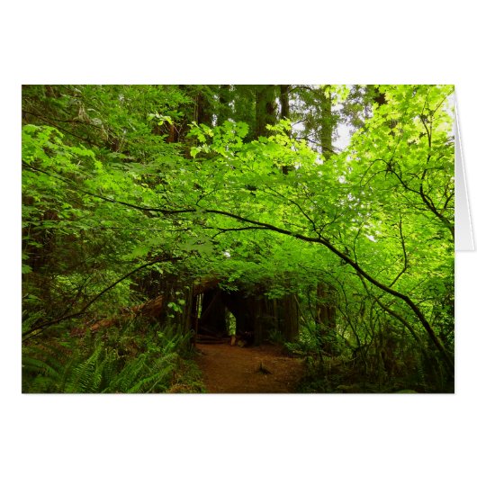 Esdoornbomen in Redwood Forest (Voorkant Horizontaal)