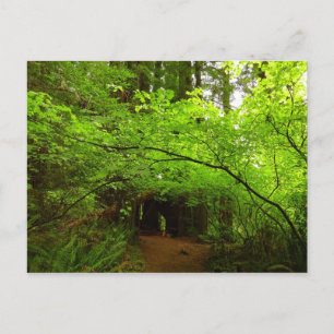 Esdoornbomen in Redwood Forest Briefkaart
