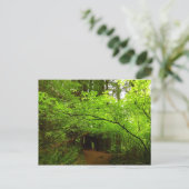 Esdoornbomen in Redwood Forest Briefkaart (Staand voorkant)