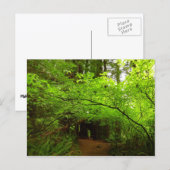 Esdoornbomen in Redwood Forest Briefkaart (Voorkant / Achterkant)