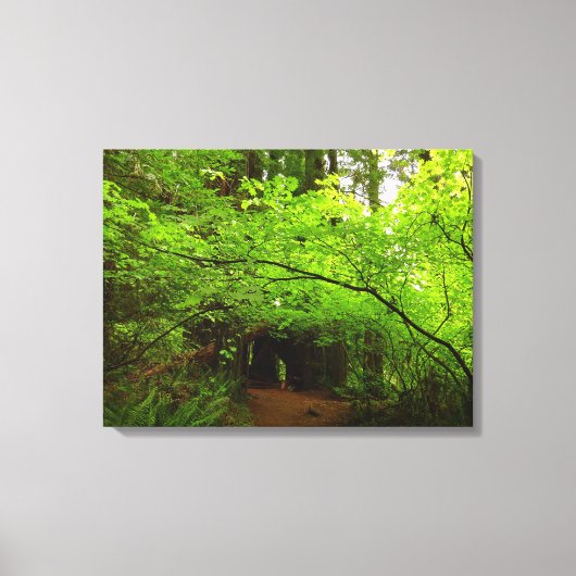 Esdoornbomen in Redwood Forest Canvas Afdruk (Voorkant)