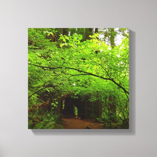 Esdoornbomen in Redwood Forest Canvas Afdruk (Voorkant)