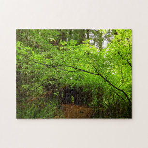 Esdoornbomen in Redwood Forest Legpuzzel