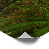 Esdoornbomen in Redwood Forest Poster (Hoek)