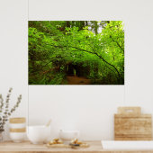 Esdoornbomen in Redwood Forest Poster (Keuken)