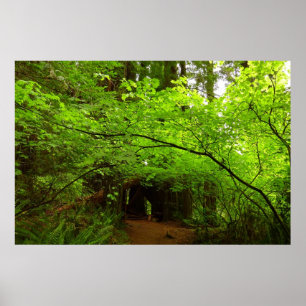 Esdoornbomen in Redwood Forest Poster