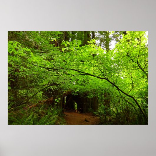 Esdoornbomen in Redwood Forest Poster (Voorkant)