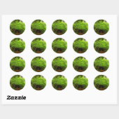 Esdoornbomen in Redwood Forest Ronde Sticker (Vel)