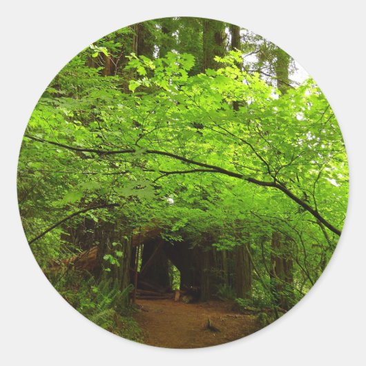 Esdoornbomen in Redwood Forest Ronde Sticker (Voorkant)