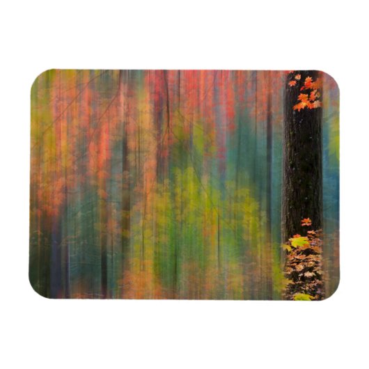 Esdoornbomen | Silver Falls State Park Magneet (Horizontaal)