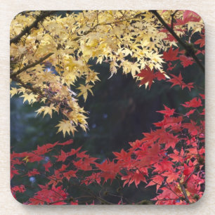 Esdoorns in de herfst onderzetter