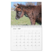 Esel oder Donkey als Kalender (Jan 2027)