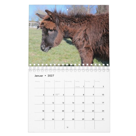 Esel oder Donkey als Kalender (Jan 2027)
