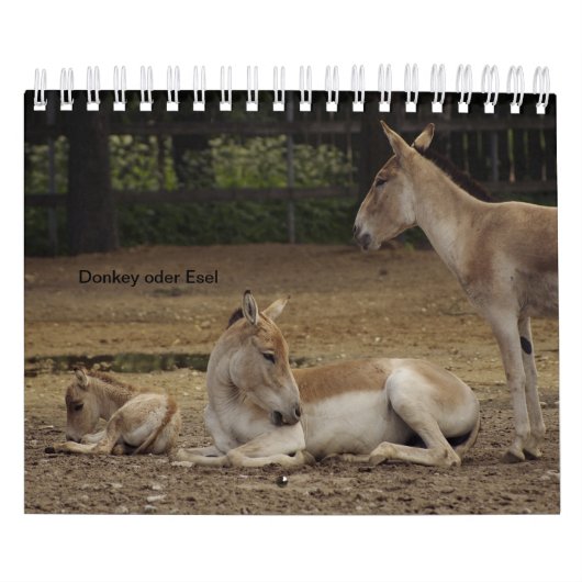 Esel oder Donkey als Kalender (Hoes)