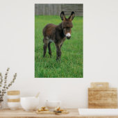 Esel, Zwergesel, in der Koppel, Portraet Poster (Keuken)