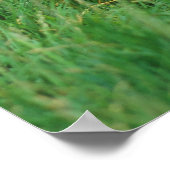 Esel, Zwergesel, in der Koppel, Portraet Poster (Hoek)