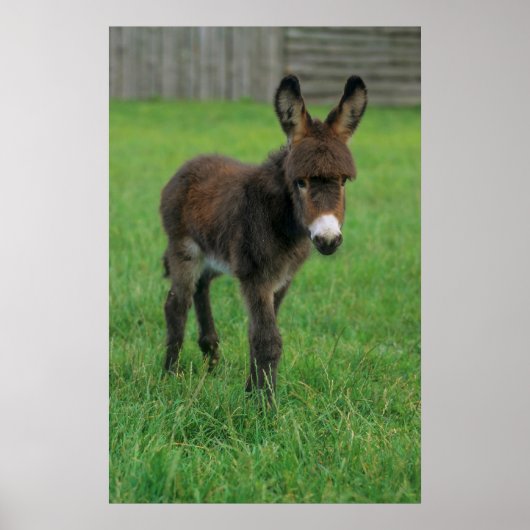 Esel, Zwergesel, in der Koppel, Portraet Poster (Voorkant)
