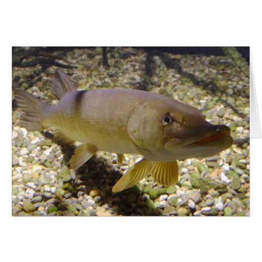 Esox lucius (Voorkant Horizontaal)