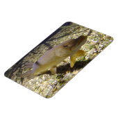 Esox lucius magneet (Linkerzijde)