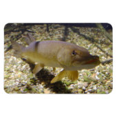 Esox lucius magneet (Horizontaal)