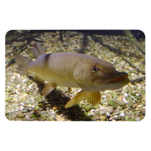 Esox lucius magneet (Horizontaal)