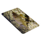 Esox lucius magneet (Rechterzijde)