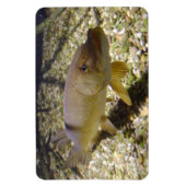 Esox lucius magneet (Verticaal)