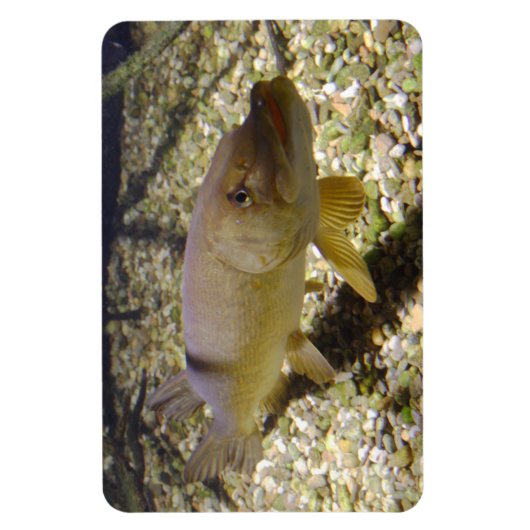 Esox lucius magneet (Verticaal)