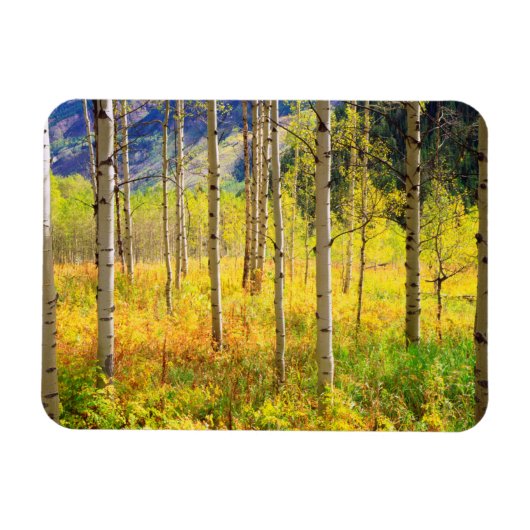 Espenbomen in de herfst in de Rockies Magneet (Horizontaal)