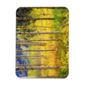 Espenbomen in de herfst in de Rockies Magneet (Verticaal)
