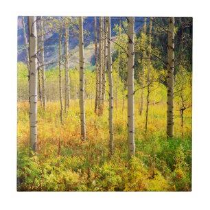 Espenbomen in de herfst in de Rockies Tegeltje