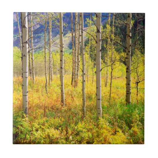 Espenbomen in de herfst in de Rockies Tegeltje (Voorkant)