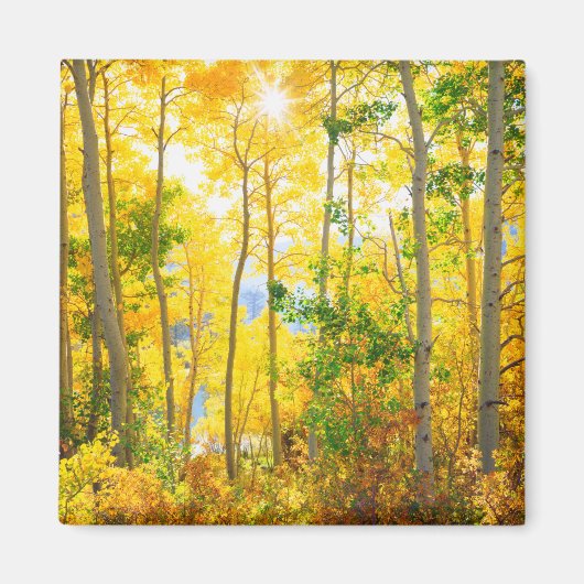 Espenbomen in de herfst | Sierra Nevada-gebergte, Magneet (Voorkant)