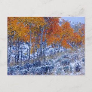 Espenbomen in herfstkleuren, Bighorn Mountains, Briefkaart